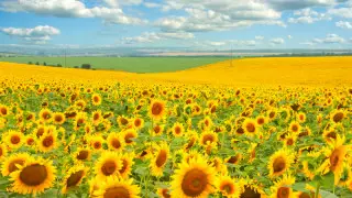 Қазақстанда 42 градусқа дейін ыстық болады