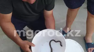 Атырауда жекеменшік үйлердің біріне жылан кіріп кетті