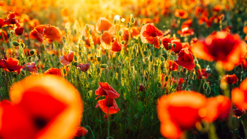 Фото: elements.envato.com