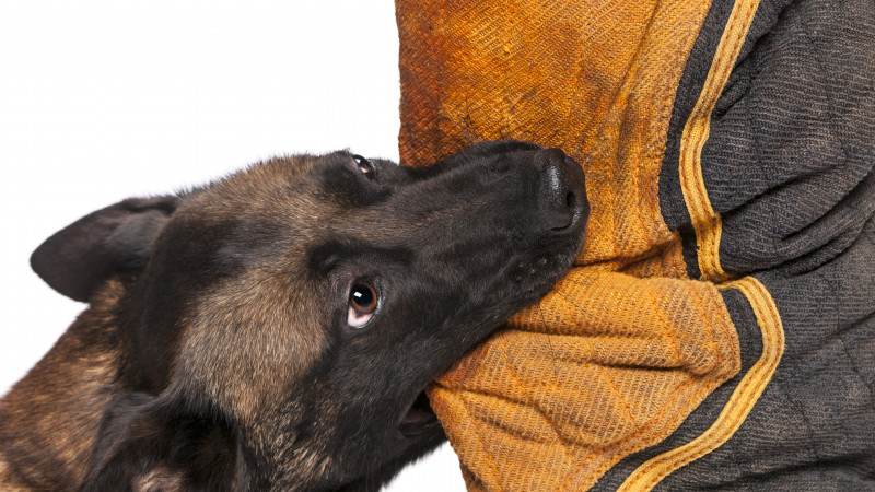 Көрнекі сурет: elements.envato.com