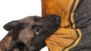 "Жауаптымын" - Ақтөбе облысы әкімінің орынбасары ит талаған бала туралы