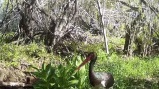 Шығыс Қазақстанда сирек кездесетін қара дегелек видеоға түсірілді