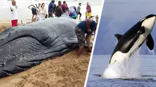 Танымал курортта киттер туристерге шабуыл жасады