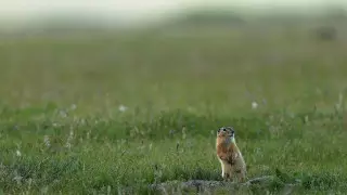 Сарышұнақтардың көшуі ұшақтың қонуына кедергі жасады