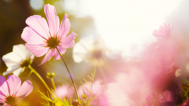 Фото: elements.envato.com