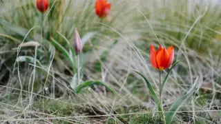 Депутат қызғалдақ жұлғандарға салынатын айппұлды алып тастауды ұсынды