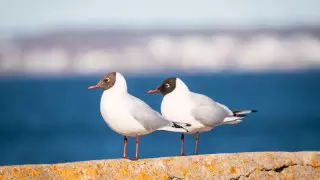 Ноғаев Каспийде жануарлар мен құстардың жаппай қырылуына қатысты пікір білдірді