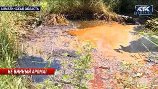 Алматы облысында шарап зауыты қалдықтарын ауылға төгіп жүр
