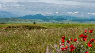 Қазақстан шекарасынан өтетін туристер нені білуі керек