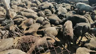 Атырау облысында мыңнан аса асыл тұқымды қой тірідей жанып кеткен