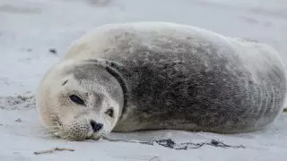 Каспийдегі 220 итбалықтың қырылуы: министр себептеріне тоқталды