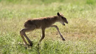 Брекешев Тоқаевтың сынынан кейін киіктерге қатысты жоспарды айтты