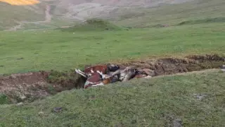 Ассы-Түрген обсерваториясы маңынан мал қорымы табылды