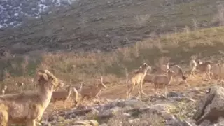 Қаратау арқары видеоға түсірілді