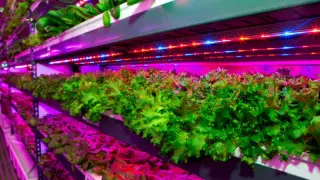 Дубайда әлемдегі ең үлкен жабық ферма ашылды