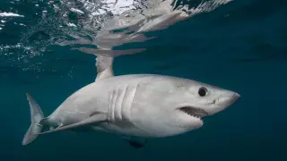 175 жылдан бері алғаш рет: Ұлыбритания жағалауында акула адамға шабуыл жасады