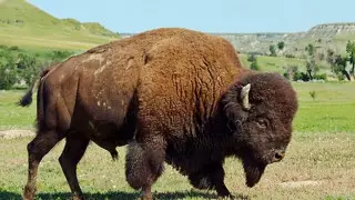 Құтырған бизон 19 жастағы қызға тап берді