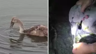 Балық аулайтын торды жұтып қойған. СҚО-да тұрғындар аққуды құтқарып қалды