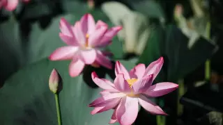 Атырау облысында лотос алқабы гүлденді: фото, видео