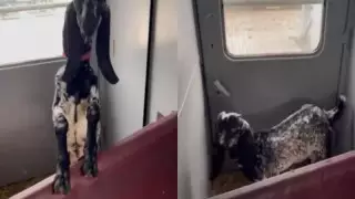 "Тамбурдағы ең қымбат қой". Қазақстандықтар пойыздағы ерекше видеоны талқылап жатыр