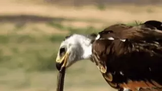 Қостанай облысында зоолог таңғажайып видео түсірді