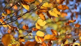 Күзде ауа райы қандай болады?