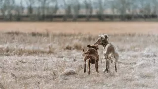 Ақтөбеде иттер талап тастаған баланың өліміне қатысты іс жабылды