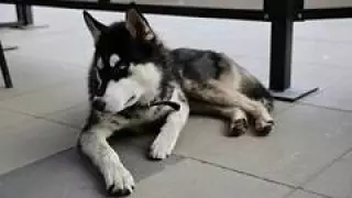 Хаски әуежайда үш апта бойы демалысқа кеткен иесін күткен