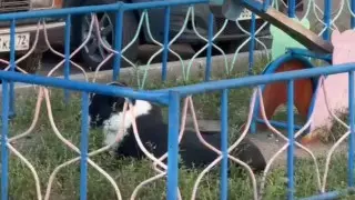 Павлодарда полицей адамдарға шабуыл жасаған итке оқ атқан