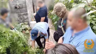 57 жастағы Алматы тұрғынынан 24 келі марихуана тәркіленді