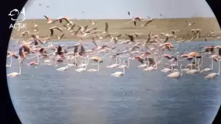 Қорғалжын қорығында мыңдаған қоқиқаз видеоға түсірілді