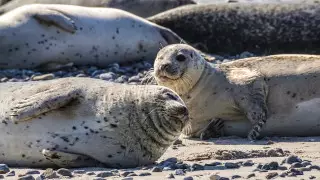 Маңғыстауда итбалықтарға арналған резерваттар құрылады