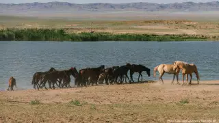 Маңғыстауда 240 мың гектар жер мемлекет меншігіне қайтарылды