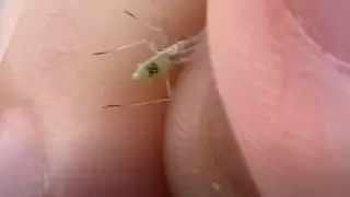 Қазнетте "Билл Гейтс масалары" түсірілген видео тарап жатыр