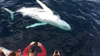 Қайықпен саяхаттаған туристер ұйықтап жатқан китпен соқтығысты