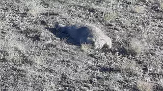 Тарбағатай ұлттық паркінде сабаншы видеоға түсірілді