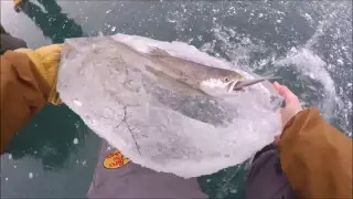 Мұзда қатып қалған 42 таңғажайып ғылыми жаңалық