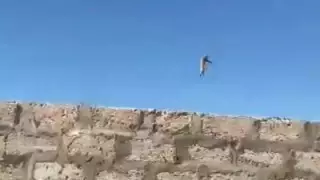 Ақтауда мысықты биік қоршаудан лақтырған ер адамның видеосы тарады