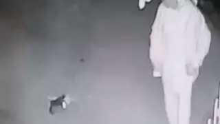 Басына секірген: Ақтауда жарақат алған мысық өліп қалды