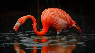 Маңғыстауда қоқиқаз балапандары бар таңғажайып видео түсірілді