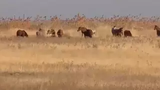 Жетісу облысында 25 мың гектар жер мемлекет меншігіне қайтарылды