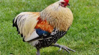 Флорида әуежайында тауықтың ішіне жасырылған тапанша табылды