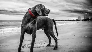 Қонақүй аумағында иттер екі жасар баланы талап тастаған