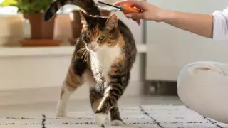 Астанада иттер мен мысықтарды чиптеу тегін жүргізіледі