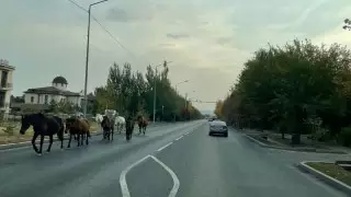 Алматылықтар көше бойында жайылып жүрген жылқыларға шағымданды