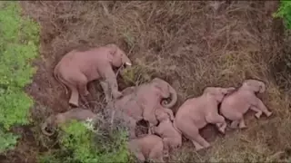 Ликерді сімірген пілдер орманда ұйықтап қалған