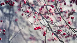 Жаңбыр, қар, боран. 25 қарашаға арналған ауа райы болжамы