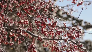 43 градусқа дейін аяз. Алдағы үш күнге арналған ауа райы болжамы