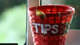 "Қорлау ма, әлде алғыс айту ма?" Әлемнің әр елінде қандай шайпұл беру қажет екенін білесіз бе?