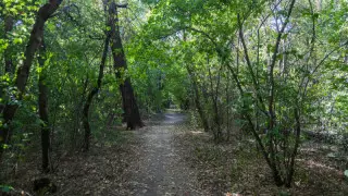 Алматыдағы Баум тоғайы қашан қалпына келтіріледі?